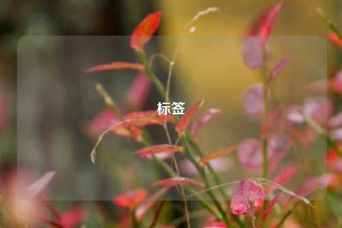 标签